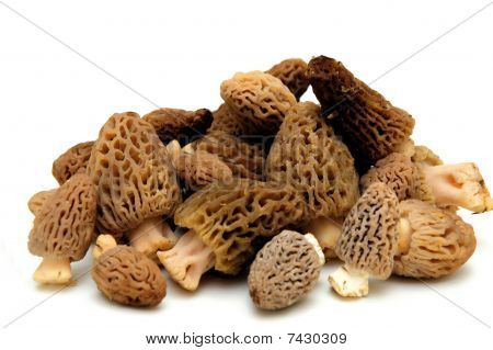 Morel houba