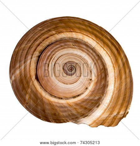 Sea shell on white background