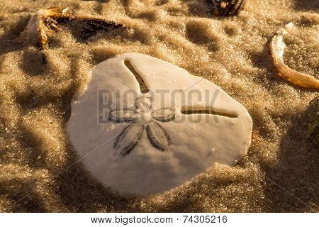 irregular sea urchin