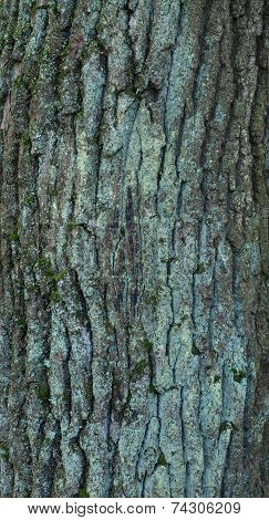 Texture Of Tree Bark Covered With  Moss