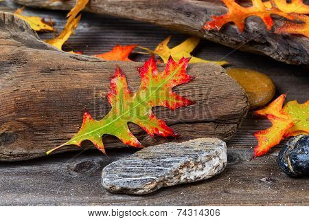 Autumn Oak Leaf On Aged Driftwood
