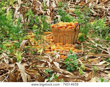 corn