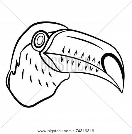 Toucan Bird