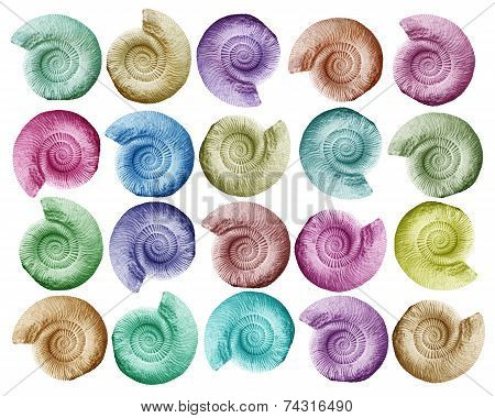 Ammonite Prehistoric Fossil On White Background.