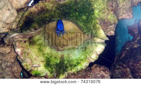 Blue Devil Damsel