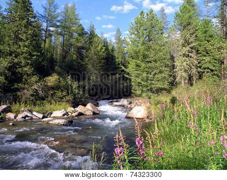 The taiga river.