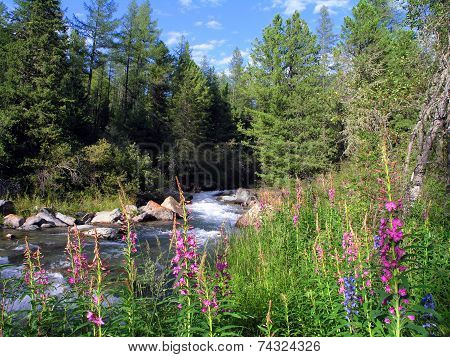The taiga river.