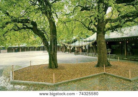 Two Camphor Trees