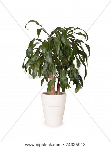 Yucca In A White Pot