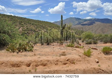 Arizona Saguaro kaktüs