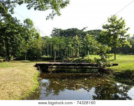 Bicycle In Park