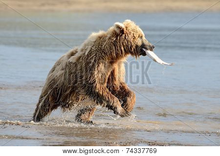 Grizzly Bear with caught salmon