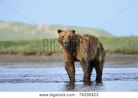 Grizzly Bear standing in river