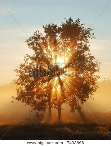 Morgon solljus