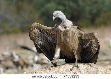 Griffon vulture standing on a rock