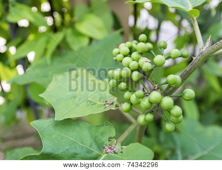 Turkey Berry