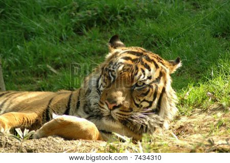 Tiger (panthera Tigris)