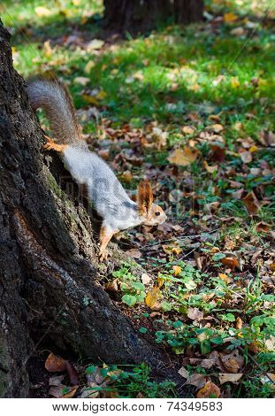Red Squirrel