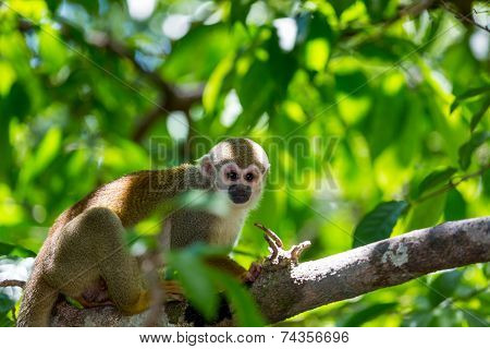 A Black-capped Squirrel Monkey Sitting On A Tree (saimirinae Saimiri Boliviensis)