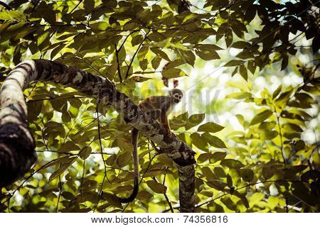 A Black-capped Squirrel Monkey Sitting On A Tree (saimirinae Saimiri Boliviensis)