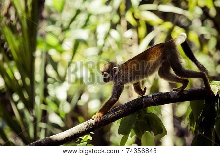 A Black-capped Squirrel Monkey Sitting On A Tree (saimirinae Saimiri Boliviensis)