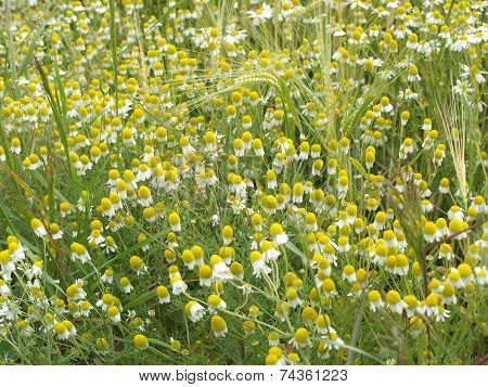German chamomile