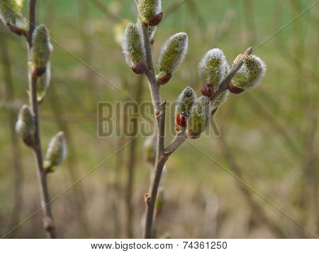 seven-spot ladybird