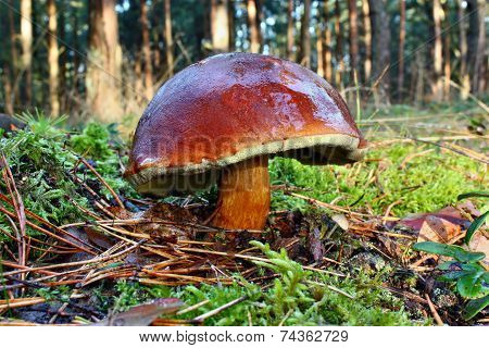 Mushroom Xerocomus Badius
