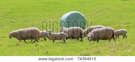 The Sheep Farm And Silage Background In Green Farm Summer, Countryside In New Zealand.