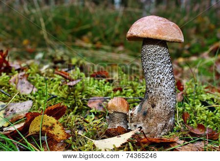 Mushroom Twins Leccinum Versipelle