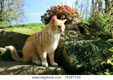 Ginger cat