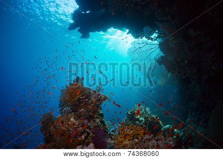 Underwater shot of the coral reef in Ras Muhammad National Park, Egypt