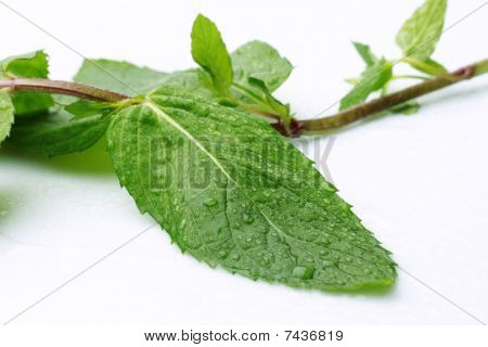 Peppermint_2
