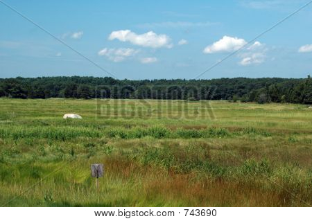 Aurinkoinen kesäpäivä Essex-Marsh