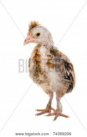 Little Chick