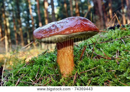 Mushroom