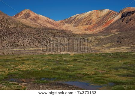 Wetland in the Atacama