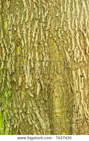 Background Of Bark Of Norway Maple, Acer Platanoides, Closeup