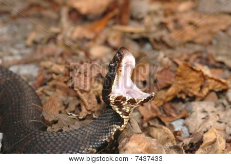 Western Cottonmouth