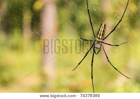 Nephila Pilipes