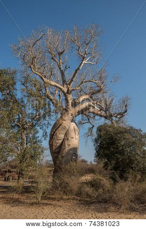 Baobab Amoureux, Two Baobabs In Love, Madagascar