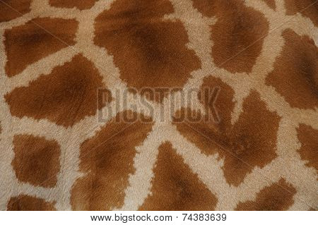 Real giraffe fur - skin close-up