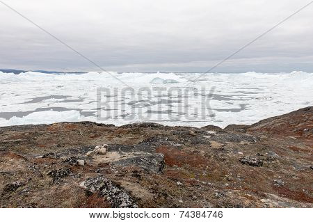 Arctic Landscape In Greenland With Icebergs