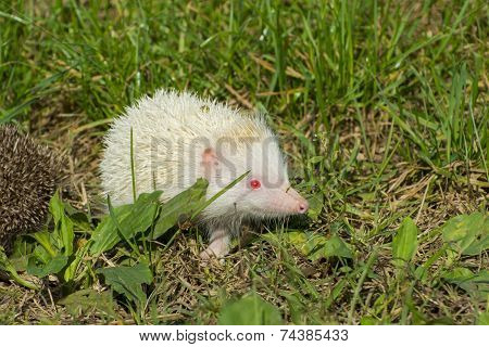Albino Northern White-breasted Hedgehog (erinaceus Roumanicus)