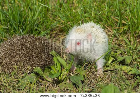 Albino Northern White-breasted Hedgehog (erinaceus Roumanicus)