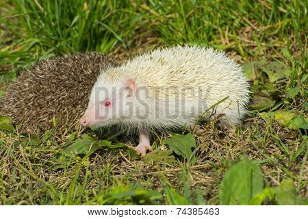 Albino Northern White-breasted Hedgehog (erinaceus Roumanicus)