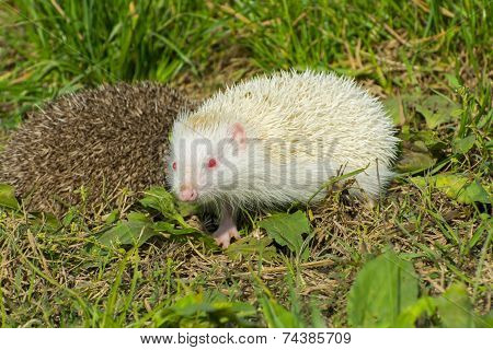 Albino Northern White-breasted Hedgehog (erinaceus Roumanicus)