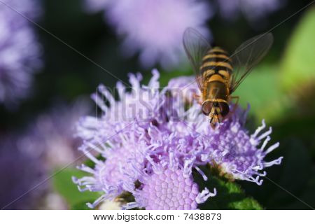 ape carabinae seduto su un ageratum fiore viola