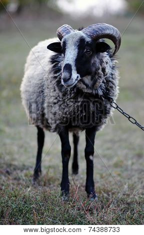 Horned Ram