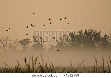 Early Morning Flight Of Ducks Above Foggy Marsh